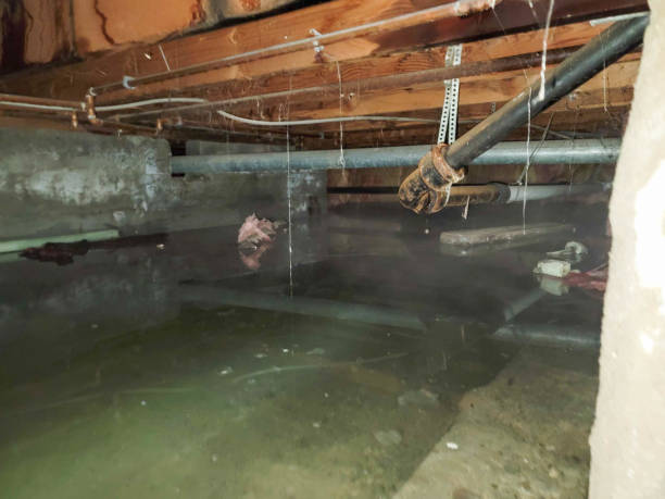 Best Flood damage cleanup  in Mountain Lake, MN