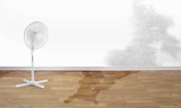 Best Sewage cleanup and water damage restoration  in Mountain Lake, MN